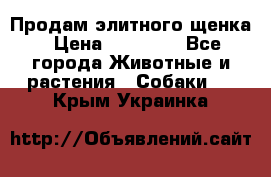 Продам элитного щенка › Цена ­ 30 000 - Все города Животные и растения » Собаки   . Крым,Украинка